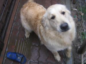 VAND GOLDEN RETRIEVER