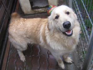 VAND GOLDEN RETRIEVER
