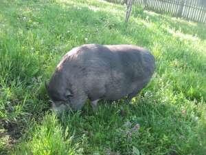 porci vietanamezi