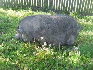 porci vietanamezi