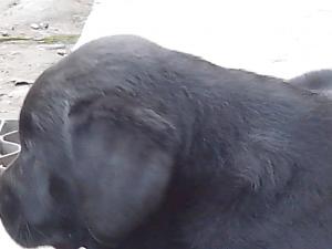 Oportunitate!Catel Labrador