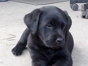 Oportunitate!Catel Labrador