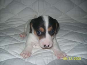 Vand pui Jack Russell