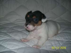 Vand pui Jack Russell