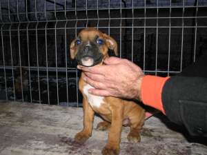 Pui de Boxer