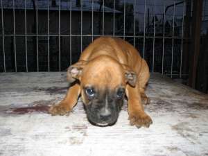 Pui de Boxer