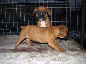 Pui de Boxer