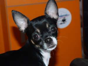 mascul chihuahua pentru monta