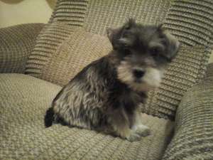 Schnauzer pitic negru-argintiu