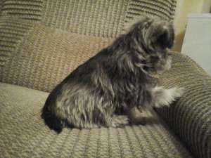 Schnauzer pitic negru-argintiu