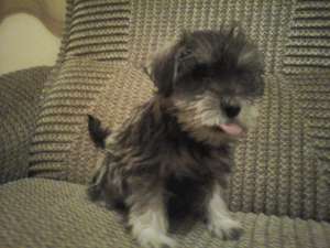 Schnauzer pitic negru-argintiu