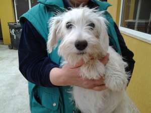 Oferta Schnauzeri pitici albi