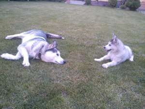 Pui Husky 2 luni
