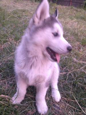 Pui Husky 2 luni