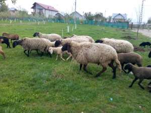 Vand 100 oi carabase pe lapte,  si 30 mioare