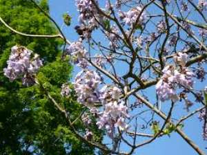 association paulownia