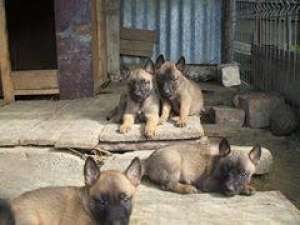 Ciobanesc belgian malinois