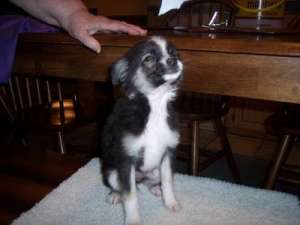 Mini Chiuhuahua puppy,  semi-păr lung
