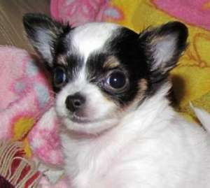 Mini Chiuhuahua puppy,  semi-păr lung