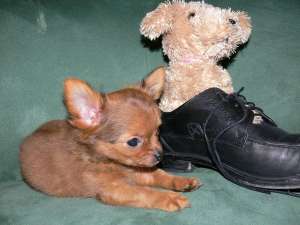 Mini Chiuhuahua puppy,  semi-păr lung