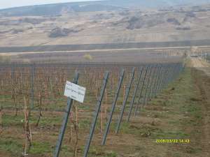 vand urgent 37800 mp teren agricol
