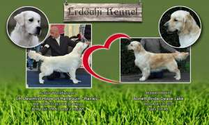 Prenoteaza  pui Golden Retriver calitate