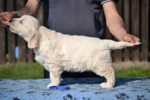 Prenoteaza  pui Golden Retriver calitate