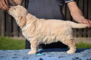 Prenoteaza  pui Golden Retriver calitate