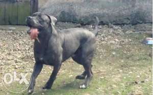 Mascul Cane Corso pentru Monta