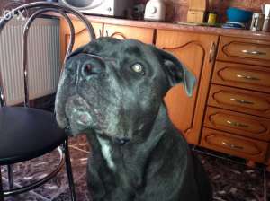 Mascul Cane Corso pentru Monta