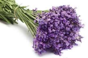 vand butasi ,  floare si samanta de lavanda angustifolia