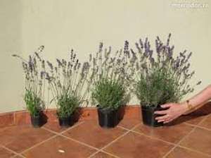vand butasi ,  floare si samanta de lavanda angustifolia