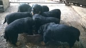 vand puii rottweiler