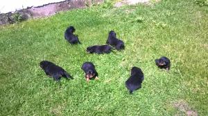 vand puii rottweiler
