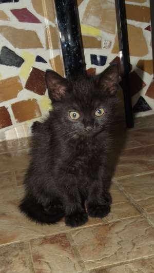 Donez un pisoias negru