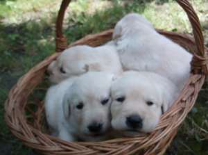 pui labrador retriever