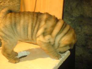 vand catei la pret de riza...