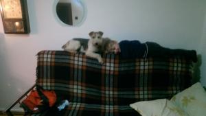 Pierdut Fox Terrier