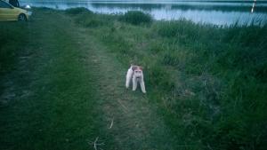 Pierdut Fox Terrier