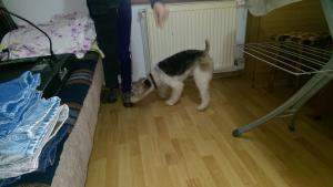 Pierdut Fox Terrier