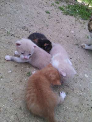 ofer spre adoptie 2 pisicute adorabile in varsta de 1 luna si 3 saptamani.. au culoarea galben inchi