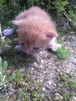 ofer spre adoptie 2 pisicute adorabile in varsta de 1 luna si 3 saptamani.. au culoarea galben inchi