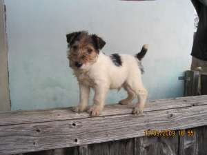 Fox terrier
