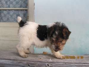 Fox terrier