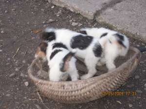 Fox terrier