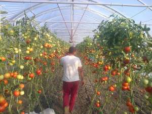 solarii ieftine pt legume si flori
