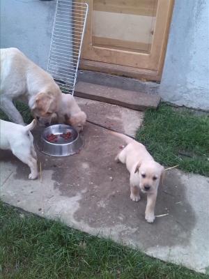 Vand Labrador