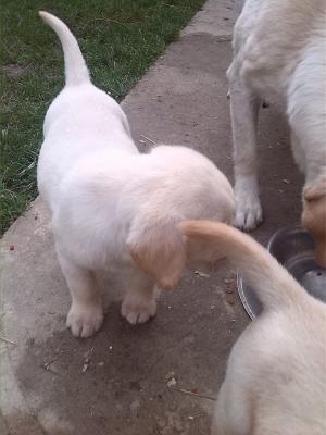 Vand Labrador