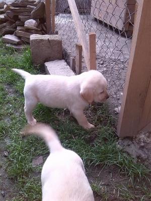 Vand Labrador