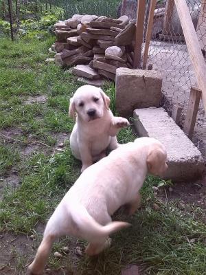 Vand Labrador
